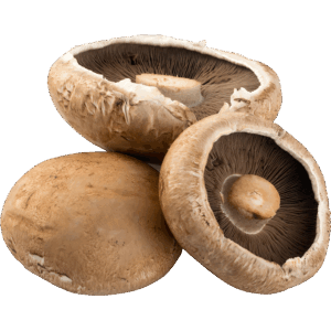 Mushroom Portabello