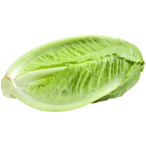 Lettuce Cos x10