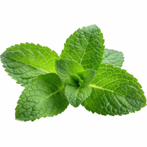 Mint {Pre-Pack}